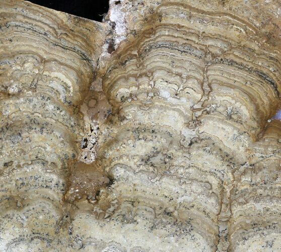 Polished Miocene Stromatolite (Chlorellopsis) - Crimea #57571